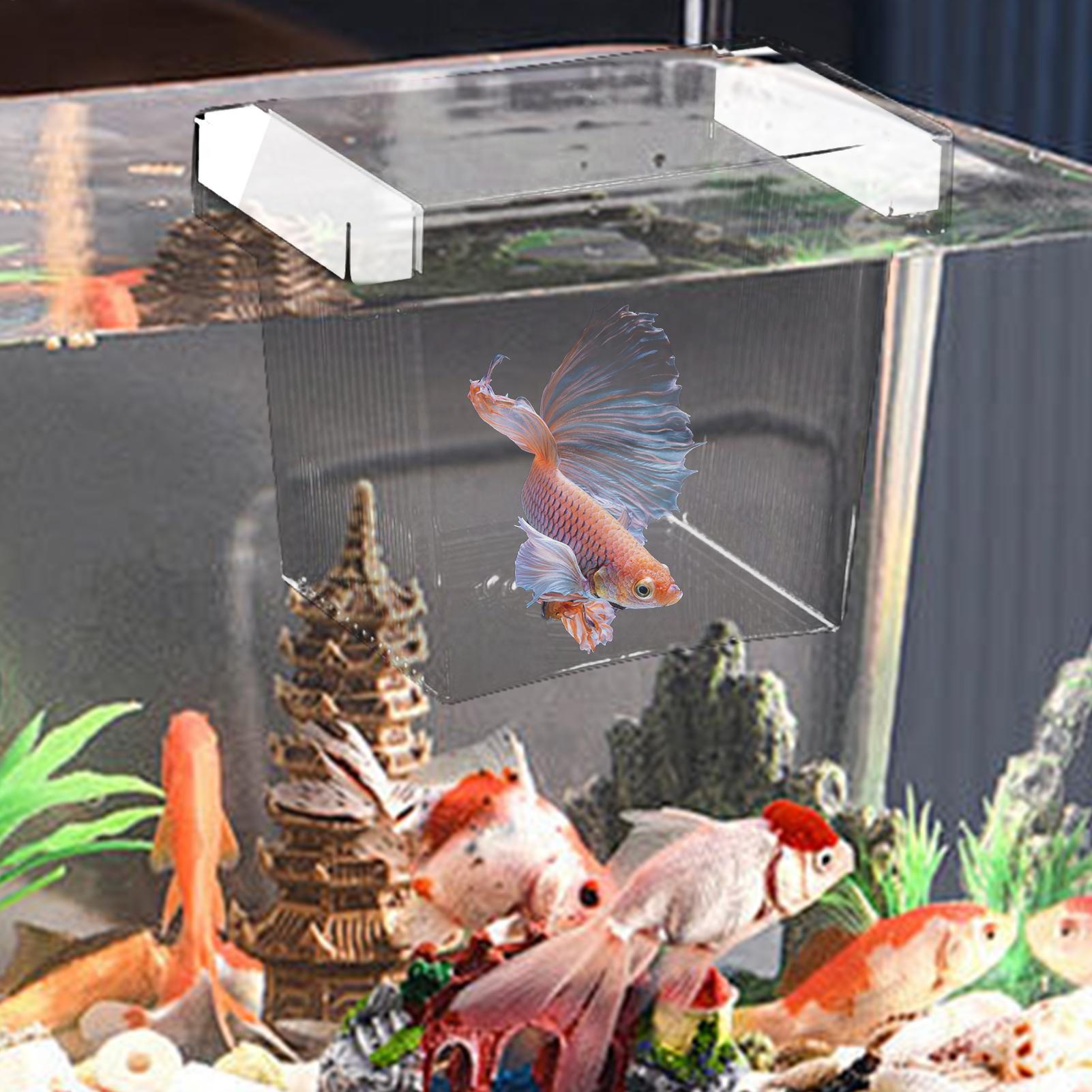 Scatola di Isolamento Galleggi - Betta Fish Tank recensione e prezzo