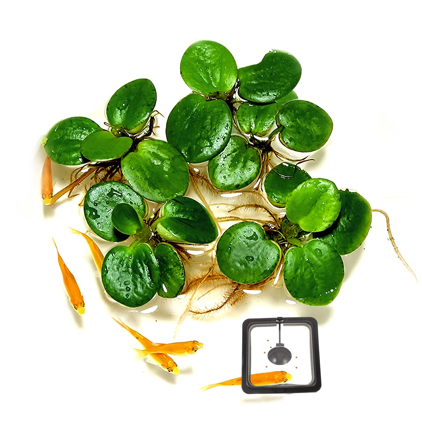 Anello per l'alimentazione dei - Aquarium Fish Keeping recensione e prezzo