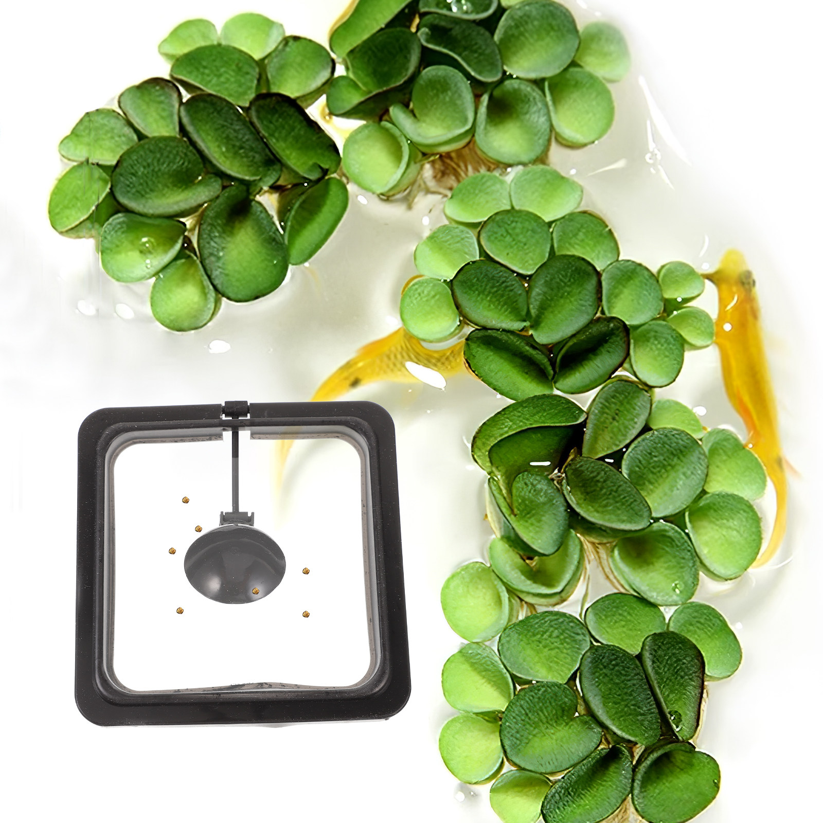 Anello per l'alimentazione dei - Aquarium Fish Keeping recensione e prezzo